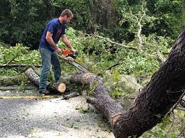 Best Stump Grinding and Removal  in Bressler, PA