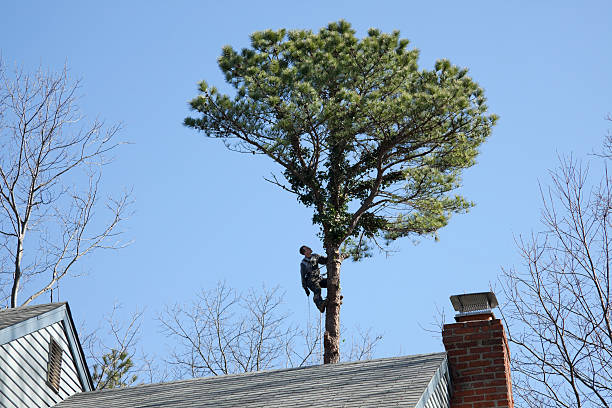 Best Leaf Removal  in Bressler, PA